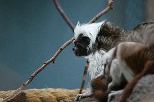 01 Blijdorp Dierentuin 2019-05-29