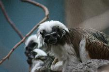 02 Blijdorp Dierentuin 2019-05-29
