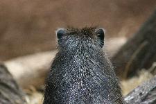 03 Blijdorp Dierentuin 2019-05-29