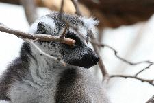 04 Blijdorp Dierentuin 2019-05-29