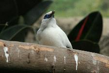 05 Blijdorp Dierentuin 2019-05-29