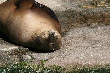 06 Blijdorp Dierentuin 2019-05-29