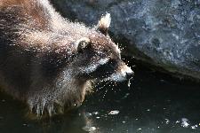 08 Blijdorp Dierentuin 2019-05-29