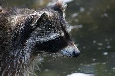 10 Blijdorp Dierentuin 2019-05-29