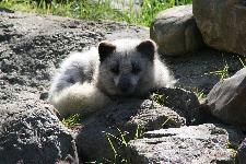 11 Blijdorp Dierentuin 2019-05-29