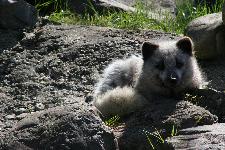 12 Blijdorp Dierentuin 2019-05-29