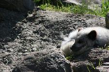 13 Blijdorp Dierentuin 2019-05-29