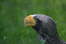 14 Blijdorp Dierentuin 2019-05-29
