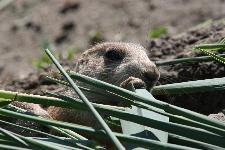 16 Blijdorp Dierentuin 2019-05-29