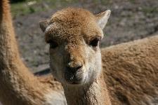 17 Blijdorp Dierentuin 2019-05-29