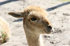 18 Blijdorp Dierentuin 2019-05-29