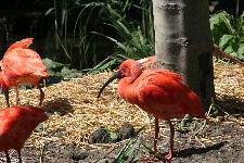 19 Blijdorp Dierentuin 2019-05-29