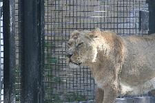 20 Blijdorp Dierentuin 2019-05-29