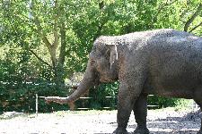 21 Blijdorp Dierentuin 2019-05-29