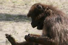 23 Blijdorp Dierentuin 2019-05-29