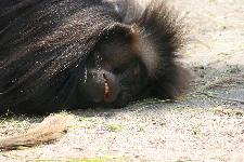 24 Blijdorp Dierentuin 2019-05-29