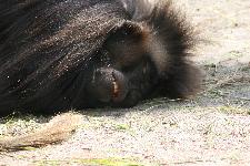 25 Blijdorp Dierentuin 2019-05-29