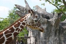 28 Blijdorp Dierentuin 2019-05-29