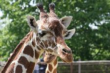 29 Blijdorp Dierentuin 2019-05-29