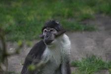 33 Blijdorp Dierentuin 2019-05-29