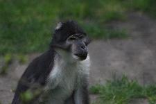 34 Blijdorp Dierentuin 2019-05-29