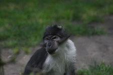 35 Blijdorp Dierentuin 2019-05-29