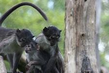 36 Blijdorp Dierentuin 2019-05-29
