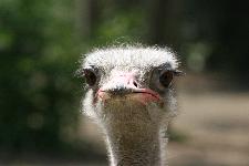38 Blijdorp Dierentuin 2019-05-29