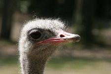 39 Blijdorp Dierentuin 2019-05-29