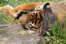 41 Blijdorp Dierentuin 2019-05-29