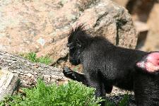 43 Blijdorp Dierentuin 2019-05-29