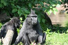 45 Blijdorp Dierentuin 2019-05-29