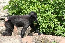 47 Blijdorp Dierentuin 2019-05-29