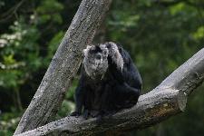 52 Blijdorp Dierentuin 2019-05-29