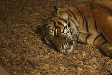 51 Blijdorp Dierentuin 2019-05-29