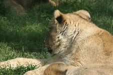 55 Blijdorp Dierentuin 2019-05-29