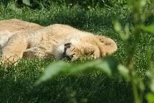 57 Blijdorp Dierentuin 2019-05-29